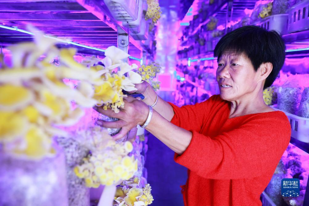 捕鱼大师免广告